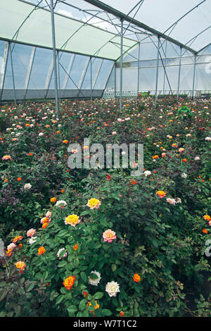 Rosen wachsen im Folientunnel auf kommerzielle Blumenfarm, Arusha, Tansania. Stockfoto