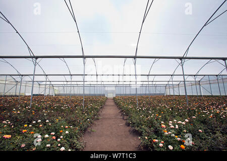 Rosen wachsen im Folientunnel auf kommerzielle Blumenfarm, Arusha, Tansania. Stockfoto