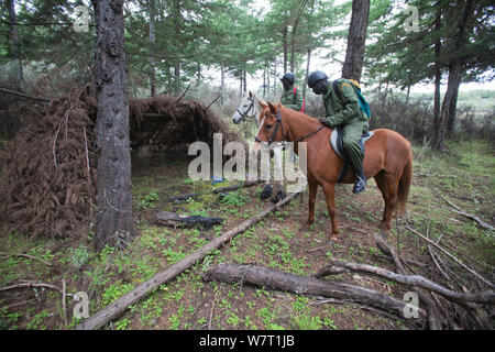 Wildlife Wilderei patrol Unit zu Pferd den Mount Kenya National Park ein Wilderer, Kenia untersuchen Stockfoto
