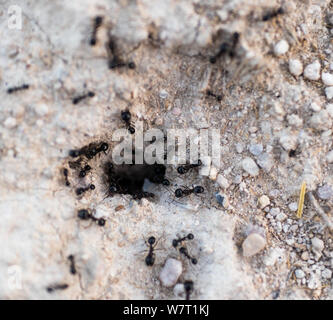 Ant Loch und Ameisen wieder in ihre Nester Stockfoto