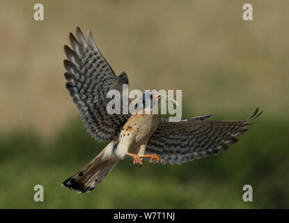 Männliche Amerikanische Turmfalke (Falco sparverius) im Flug mit Grasshopper Beute, Colorado, USA, Juli Stockfoto