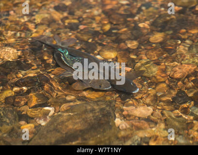 Männliche arktische Äsche (Thymallus arcticus) Anzeige von einem weiblichen, Colorado, USA, Juli. Stockfoto