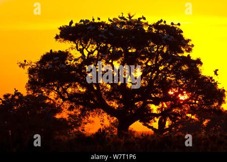 Gemischte Herde der Weißstörche (Ciconia ciconia), gemeinsame Löffler (Platalea leucorodia) und Reiher (Bubulcus ibis) vereinbaren in einem Baum zu Roost, Nationalpark Doñana, Andalusien, Spanien, Mai. Stockfoto