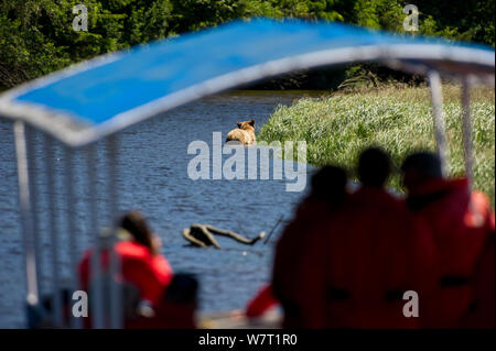 Touristen beobachten eine Nordamerikanische Braunbär oder Grizzlybären (Ursus arctos Horribilis) über einen Kanal Wasser schwimmen, von flachem Boden Brown bear Watching Boot. Knight Inlet, Ostküste, Vancouver Island, British Columbia, Kanada, Juli 2012. Stockfoto