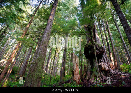 Westliche rote Zeder (Thuja Plicata) gilt als Kanadas "schwierigsten Baum" in der alten Waldbestands. Avatar Grove, Vancouver Island, British Columbia, Kanada, Juli. Stockfoto