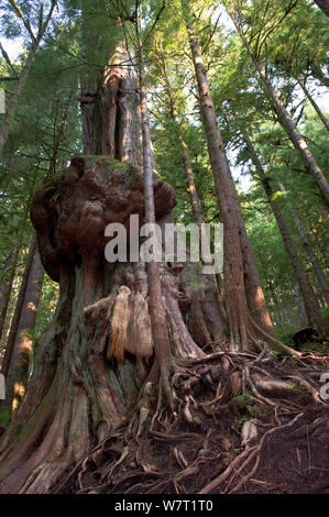 Westliche rote Zeder (Thuja Plicata) gilt als Kanadas "schwierigsten Baum" in der alten Waldbestands. Avatar Grove, Vancouver Island, British Columbia, Kanada, Juli. Stockfoto