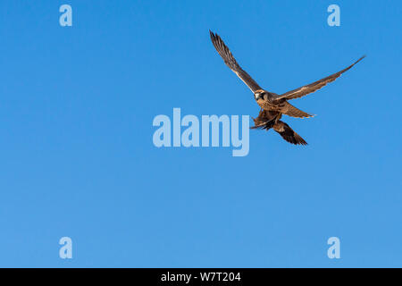 Lannerfalke (Falco biarmicus) im Flug, Durchführung sandgrouse Beute, Kgalagadi Transfrontier Park, Südafrika, Februar. Stockfoto