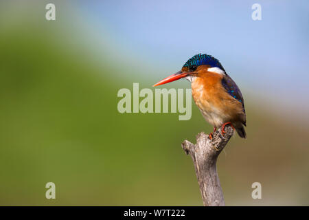 Malachit Eisvogel (Alcedo cristata), Intaka Island, Cape Town, Südafrika, Februar. Stockfoto