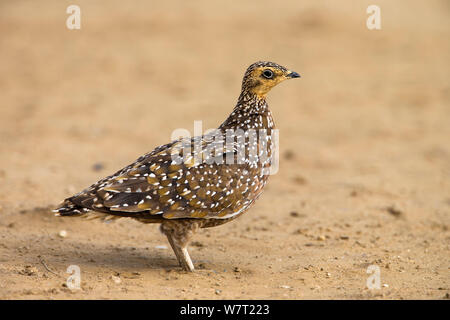 Weibliche Burchell's sandgrouse (Pterocles burchelli), Kgalagadi Transfrontier Park, Südafrika, Februar. Stockfoto