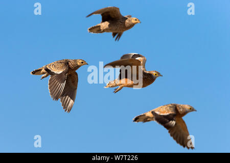 Burchell's sandgrouse (Pterocles burchelli) im Flug, Kgalagadi Transfrontier Park, Südafrika, Februar. Stockfoto