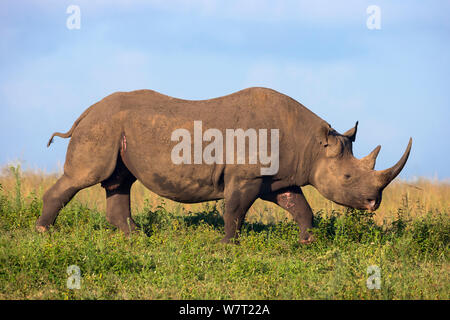 Männliche Schwarze Nashorn (Diceros bicornis), Phinda Private Game Reserve, Kwazulu Natal, Südafrika, Februar. Stockfoto