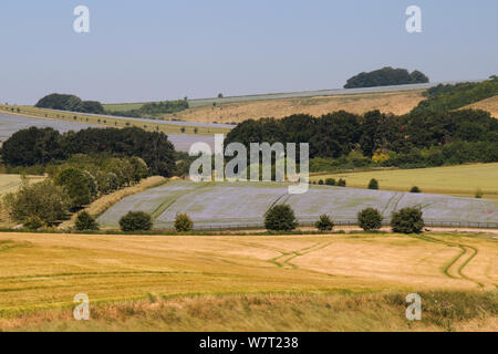 Landwirtschaftliche Landschaft mit einer Mischung aus der reife Gerste (Hordeum vulgare), Weizen (Triticum aestivum) und blühenden Leinsamen (Linum usitatissimum) Pflanzen, Baum Riemen und Hang weiden, Marlborough Downs, Wiltshire, Großbritannien, Juli 2013. Stockfoto