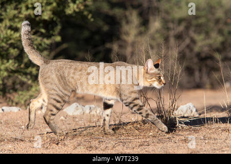 Afrikanische Wildkatze (Felis lybica), Kgalagadi Transfrontier Park, Südafrika, Januar. Stockfoto