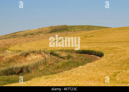 Reife Gerste (Hordeum vulgare) Pflanzen mit einem geschwungenen S-förmige Marge auf einem Hügel, Wiltshire, Großbritannien, Juli. Stockfoto