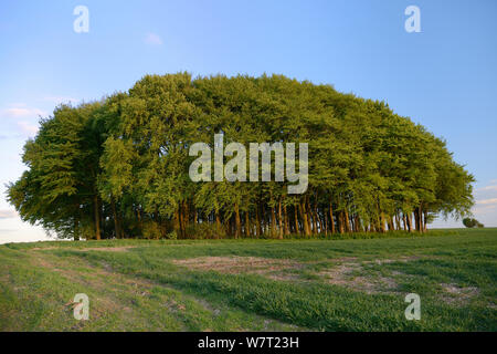 Büschel der Buche (Fagus sylvatica) und landwirtschaftlicher Bereich auf dem Höhenweg, alten Anschluss- und Ferngespräche weg, im Abendlicht, Marlborough Downs, Wiltshire, UK, Mai. Stockfoto