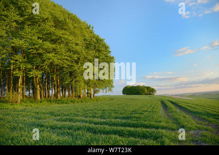 Klumpen der Buche (Fagus sylvatica) und landwirtschaftlicher Bereich auf dem Höhenweg alten Anschluss- und Ferngespräche weg, Marlborough Downs, Wiltshire, UK, Mai. Stockfoto