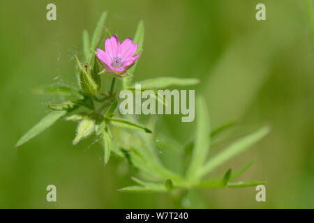 Cut-leaved cranesbill (Geranium dissectum) Blüte im Ackerland, Marlborough Downs, Wiltshire, Großbritannien, Juli. Stockfoto