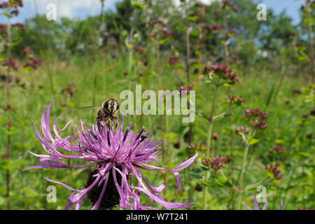 Hoverfly (Eristalis intricarius) weibliche Fütterung auf größere Flockenblume Blume (Centaurea scabiosa) in der Kreide Grünland Wiese mit Ständer wilder Majoran (Origanum vulgare) im Hintergrund, Wiltshire, Großbritannien, Juli. Stockfoto