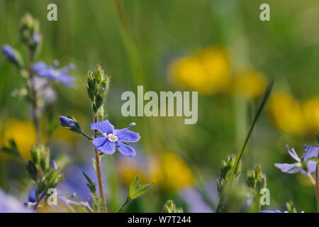 Germander Ehrenpreis (Veronica chamaedrys) Blühende in einem Kreide Grünland Wiese, mit Defokussierten Horsehoe vetch Blumen (Hippocrepis comosa) im Hintergrund, Wiltshire, UK, Mai. Stockfoto