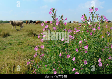 Große Weidenröschen (Epilobium hirsutum) Blühende in einem Graben mit einer Herde von Rinder (Bos taurus) im Hintergrund, Gloucestershire, Großbritannien, Juli. Stockfoto