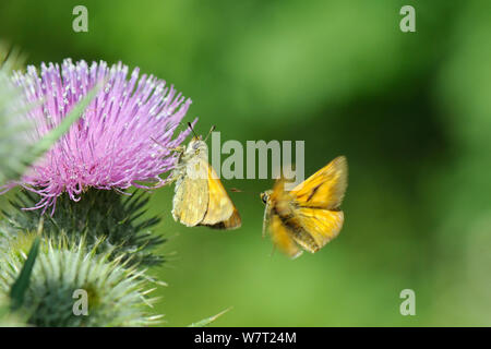 Männliche große Skipper (Ochlodes sylvanus) schwebt eine weibliche Nahrungssuche auf einen Speer Thistle vor Gericht (Cirsium vulgare) Blüte in einem Pollen und Nektar Blume Mischung am Rande eines Gerste Erntegut, Marlborough Downs, Wiltshire, Großbritannien, Juli. Stockfoto