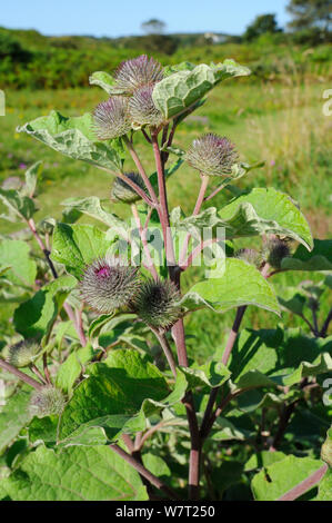 Weniger Klette (Arctium minus) mit roten Stielen und lila gefärbten stacheligen Deckblätter auf der Blütenköpfe, etwa zu Blume in rauen Gräser in der Nähe der Küste, Gower Halbinsel, Wales, Großbritannien, Juli. Stockfoto