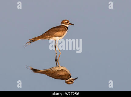 Killdeer (Charadrius vociferus) im flachen ruhigen Wasser mit Reflexion, Galveston, Texas, USA. Stockfoto