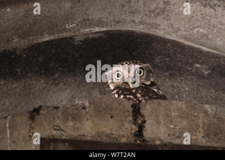 Steinkauz (Athene noctua) Rastplätze in einer Farm Barn nach Tag, Wiltshire, UK, Juli. Stockfoto