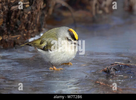 Golden gekrönte kinglet (Regulus satrapa) auf dem Eis der gefrorenen See, Iowa, USA. Stockfoto