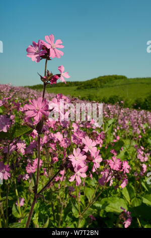 Red Campion (Silene dioica) Blüte in einem Pollen und Nektar Flower Patch in Ackerland, Marlborough Downs, Wiltshire, UK, Juni. Stockfoto