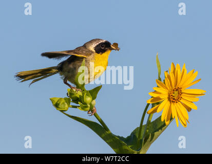 Gemeinsame yellowthroat (Geothlypis trichas) männlich, jagen Insekten in Blooming Prairie, Iowa, USA. Stockfoto