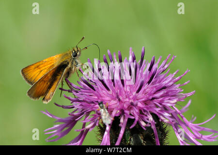 Kleine skipper Schmetterling (Thymelicus sylvestris) mit einem langen Rüssel auf Mehr zu füttern Flockenblume Blume (Centaurea scabiosa), Kreide Grünland Wiese, Wiltshire, Großbritannien, Juli Stockfoto