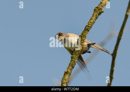 Jungen Rauchschwalbe (Hirundo rustica) kämpfen für Gleichgewicht, wie es in einem toten Baum famland Sitzstangen, Wiltshire, UK, Juli. Stockfoto