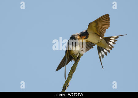 Rauchschwalbe (Hirundo rustica) im Flug Fütterung ein Küken auf eine Niederlassung eines toten Baum gehockt, Wiltshire famland, Großbritannien, Juli. Stockfoto