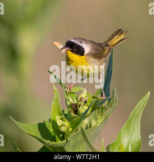 Gemeinsame yellowthroat (Geothlypis trichas) männlich, jagen Insekten in Prairie, Iowa, USA. Stockfoto