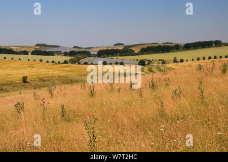 Landwirtschaftliche Landschaft mit Nicken/Moschus Distel (Carduus nutans) Blühende in einer Brache fileld undim Abstand Bereichen reife Gerste (Hordeum vulgare), Weizen (Triticum aestivum) und blühenden Leinsamen (Linum usitatissimum) Pflanzen, Baum Riemen und Hang weiden, Marlborough Downs, Wiltshire, Großbritannien, Juli. Stockfoto