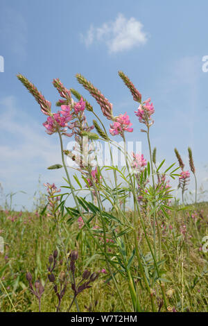 Low Angle View Gemeinsamer esparsette (Onobrychis viciifolia) Blühende in einem Pollen und Nektar flower mix Streifen an der Grenze zu einer Ernte von Gerste (Hordeum vulgare), Marlborough Downs, Wiltshire, Großbritannien, Juli. Stockfoto