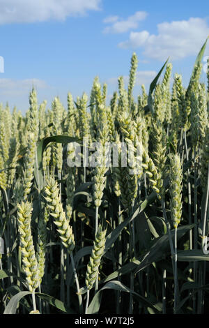 Low Angle View der reifenden Weizen Ohren (Tricticum aestivum), Marlborough Downs, Wiltshire, Großbritannien, Juli. Stockfoto