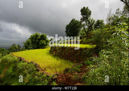 Reisfelder in den Western Ghats, Indien, August 2010. Stockfoto