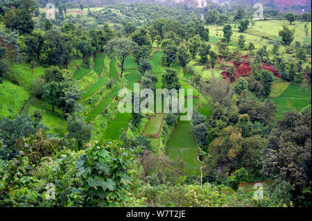 Reisfelder in den Western Ghats, Indien, Augsut 2010. Stockfoto