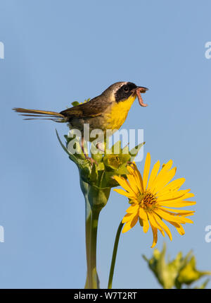 Gemeinsame yellowthroat (Geothlypis trichas) männlich, jagen Insekten in Blooming Prairie, Iowa, USA Stockfoto