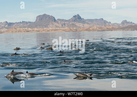 Gemeine Delfine (Delphinus delphis) Schwimmen in der Nähe von Isla Animas, Meer von Cortez, Baja Sur, Mexiko. Stockfoto