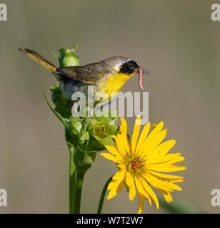 Gemeinsame yellowthroat (Geothlypis trichas) männlich, jagen Insekten in Blooming Prairie, Iowa, USA. Stockfoto