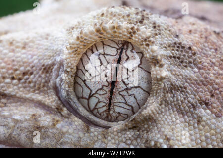 Moosige Neukaledonischen Gecko (Mniarogekko/Rhacodactylus chahoua) in der Nähe von Auge, Captive aus Neukaledonien. Stockfoto