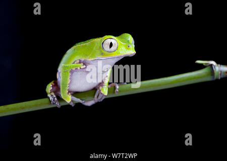 Weiß gesäumten leaf Frog (Phyllomedusa vaillantii) unverlierbaren, aus Südamerika. Stockfoto