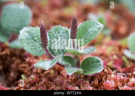 Net-leaved Weide (Salix reticulata) Blatt und catkin. Eingebürgerte Garten Pflanze, natürlich vorkommenden in Großbritannien als eine seltene Art, die in Schottland. Yorkshire, England, UK. Stockfoto