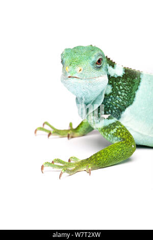 Fidschi Kurzkammleguan (Brachylophus fasciatus) unverlierbaren von Fidschi. Stockfoto