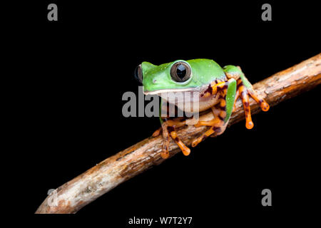 Gesperrt leaf Frog (Phyllomedusa tomopterna) unverlierbaren aus Südamerika. Stockfoto