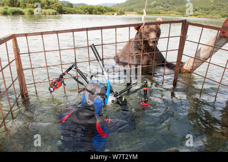 Fotograf Sergey Gorshkov Fotografieren von Kamtschatka Braunbär (Ursus arctos) von beringianus Schutzkorb in Fluss, Kamtschatka, im Fernen Osten Russlands, August 2006. Stockfoto