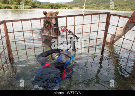 Fotograf Sergey Gorshkov Fotografieren von Kamtschatka Braunbär (Ursus arctos) von beringianus Schutzkorb in Fluss, Kamtschatka, im Fernen Osten Russlands, August 2006. Stockfoto